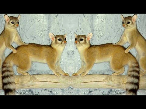 Ringtail Cat (miner's cat): Small carnivorous of North America