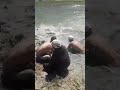 BALIQ OVI SUPER O LJA