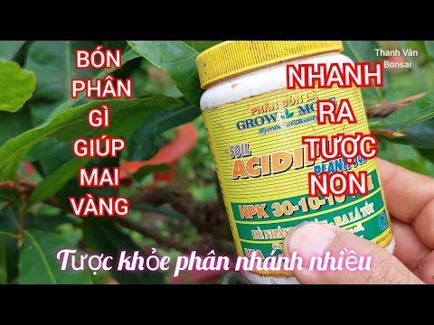 Bón phân npk cho mai vàng , giúp mai vàng ra tược nhanh