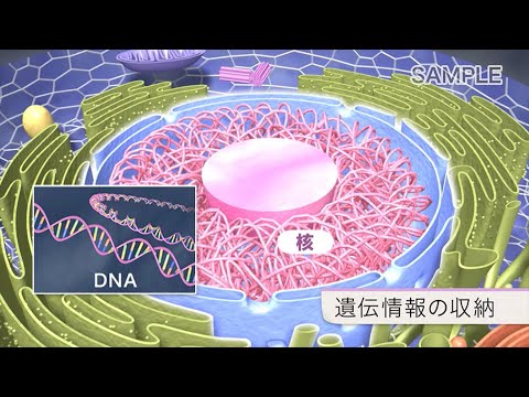 カンペファギ科について詳しく解説