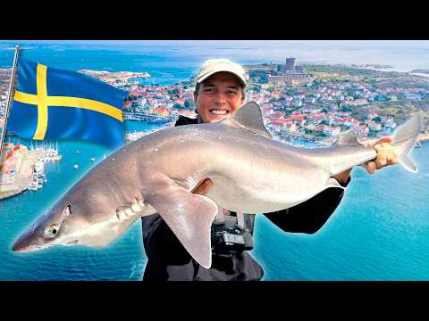 WE CATCH 100 SHARKS IN SWEDEN!! 🦈 🇸🇪