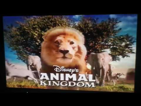 Opening to The Lion King II: Simba's Pride UK VHS (1999)