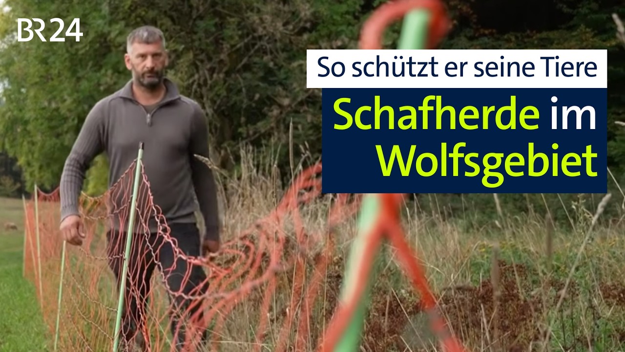 Immer mehr Wölfe: Wie Schäfer ihre Tiere schützen | BR24