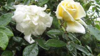 careless love a la madeleine peyroux - a  tribute by andy moran