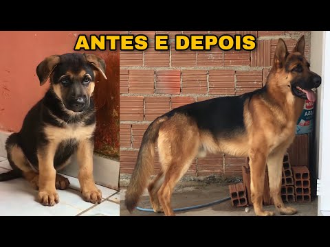 EVOLUÇÃO DO PASTOR ALEMÃO FILHOTE (Baruk)