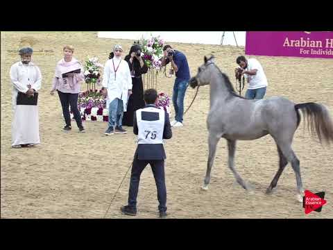 N.75 RAIHANAH THO AL JANAH - 2019 Qatar Individuals - Fillies 2 Years Old (Class 2C)