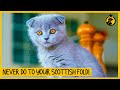 5 Things You Must Never Do to Your Scottish Fold