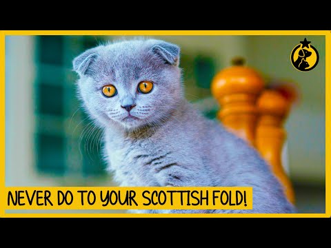 5 Things You Must Never Do to Your Scottish Fold