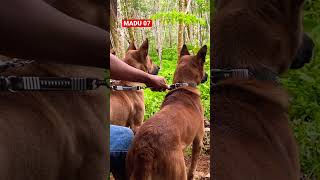 Download lagu #big #anjing #merah #dogslover #anjing #berburu #dog #hutan #kejar #hunting #pig #dogs #hunting mp3