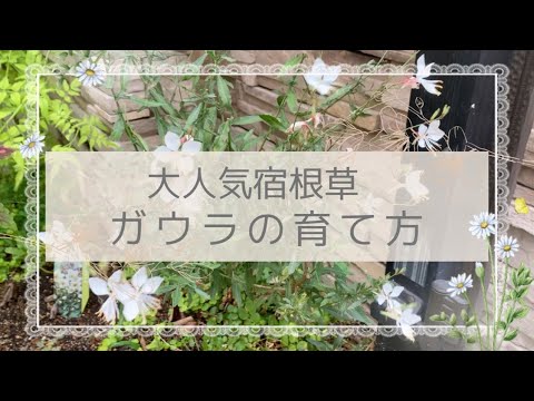 園芸 リンドハイマーのガウラ