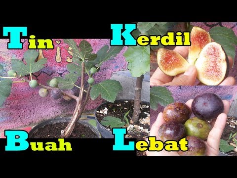 7 Alasan Untuk Menurunkan Berat Badan Efek pada penurunan berat badan seledri soup