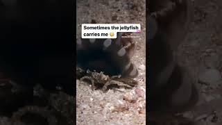 #coralreefenthusiast 🎥 @blennywatcher Mr Crab’s wild ride.On a night dive in Indonesia’s Triton Bay
