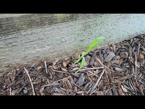 Garage Infested with Odorous House Ants in Holmdel, NJ