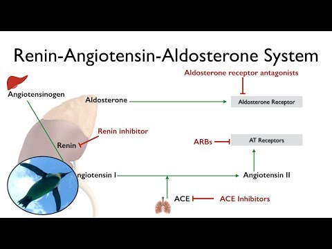 Renin-Angiotensin-Aldosterone System (The RAAS) | Physiology 🐧