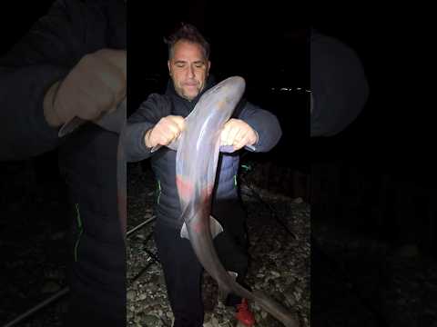 ΜΕΓΆΛΟΣ ΓΑΛΈΟΣ στο CASTING ♥️ ΤΡΕΛΟ ΨΆΡΙ σε ΨΆΡΕΜΑ Βραδυνό! #zavrasfishing #fishing #shorts #ψαρεμα