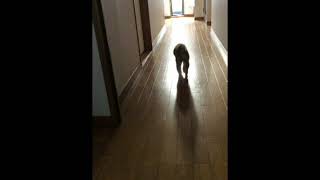 #柴犬#豆柴豆吉　ママを探す　mamekiti is looking for mom