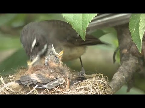 "El cuco común : Maestro del parasitismo de cría"