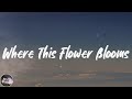 Tyler The Creator Where This Flower Blooms Feat Frank Ocean Lyrics