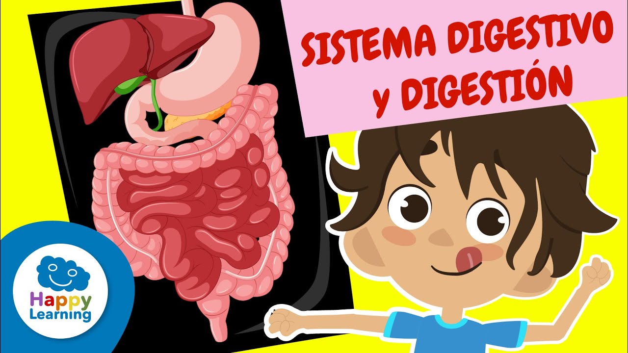 El Sistema Digestivo: Cómo Funciona Tu Cuerpo | Happy Learning 🍏🧠