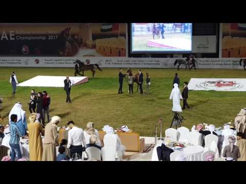 UAE National Arabian Horse Championship 2017 Abu Dhabi