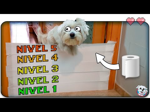 PERRO vs PAPEL HIGIÉNICO CHALLENGE!🐶🔥🧻Anima Dogs