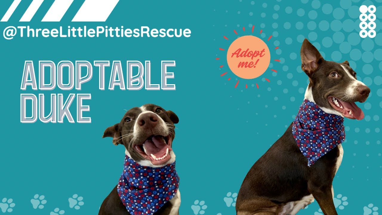 Duke of Delight, a Adoptable mixed breed in Bensalem, PA video 6/6
