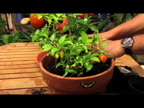 How to Grow Pepper Plants Inside