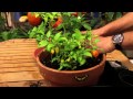 How To Grow Pepper Plants Inside