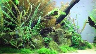 preview picture of video 'The Manten Forest Aquarium @aquaeden-shop.net (day 57)'