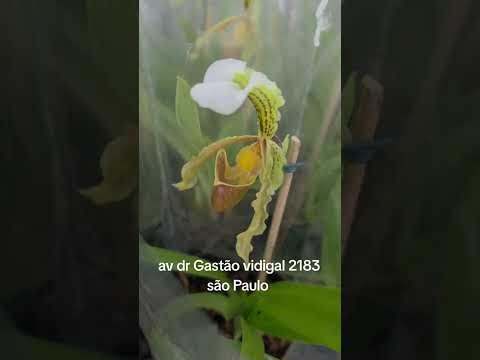 orquídeas sapatinho