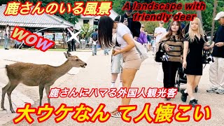 鹿さんにハマる外国人観光客 大ウケなんて人懐こい✨🍀 | Nara  Park Interesting Deer 💙🌿Nara Japan Vlog