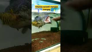 Download lagu channa auranti mangap mangap #shorts mp3 Download lagu channa auranti mangap mangap #shorts mp3