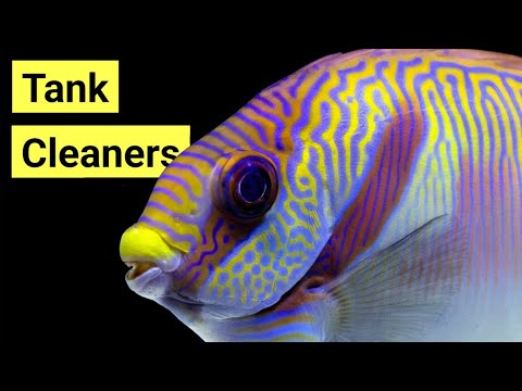 10 Best Saltwater Fish Tank Cleaners!