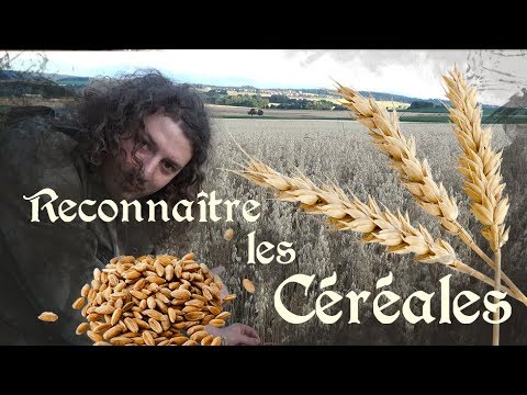 , title : 'Reconnaître les céréales, Blé, Avoine, Orge, Seigle, Triticale.'