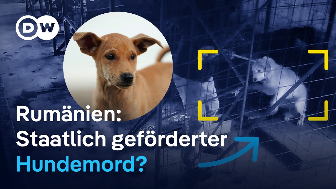Verdacht auf massenhaftes Tierleid: Undercover in Rumäniens Hundeheimen | DW Reporter