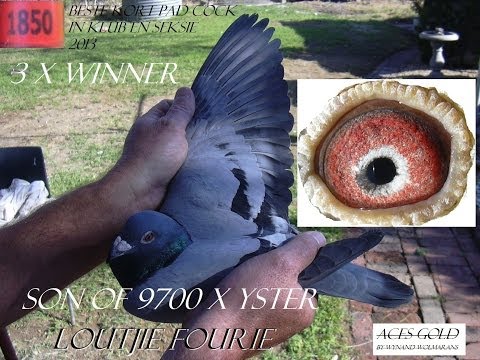 1,2,3,4th  BEST Y/L PIGEONS  AND 1,2,3,4,5th BEST BIRDS IN UNION 2013 , his wings ,eyes , breeding