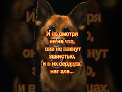КАК ВОНЯЕТ ЧЕЛОВЕК