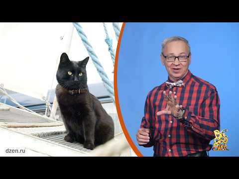 Всё обо всём. Корабельные коты. Выпуск от 10.03.26