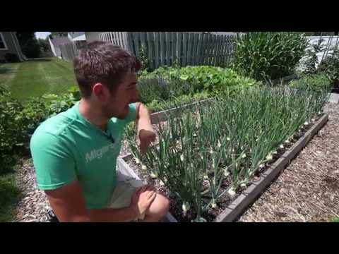 Top 3 tips to growing giant organic onions