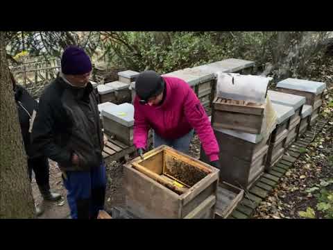 Bio-Imkerei von Susanne - 22.10.21 - Live von Pias Bienenstand