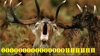 Cabella Trophy Bucks for PlayStation 2 Gameplay with Facecam