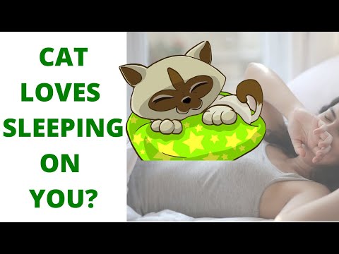 WHY DOES MY CAT SLEEP ON ME EVERYNIGHT? 9 REASONS WHY YOUR CAT SLEEPS ON YOU