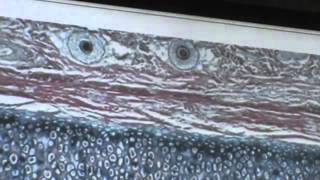 Dr.Gihan "Cartilage" #Practical