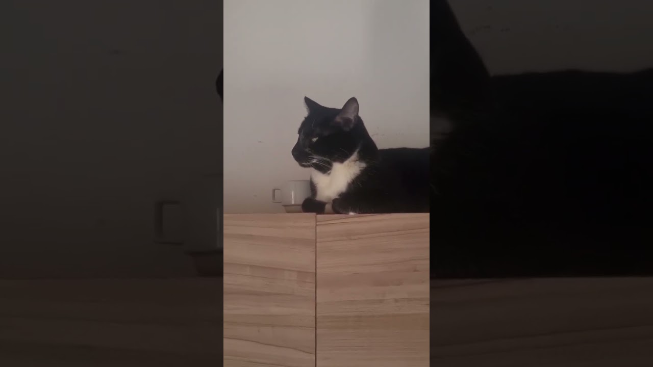 Gato raça SRD-ViraLata idade 2 anos nome Maria Clara 