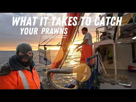 Day in the Life of a South Australian Prawn Fisherman