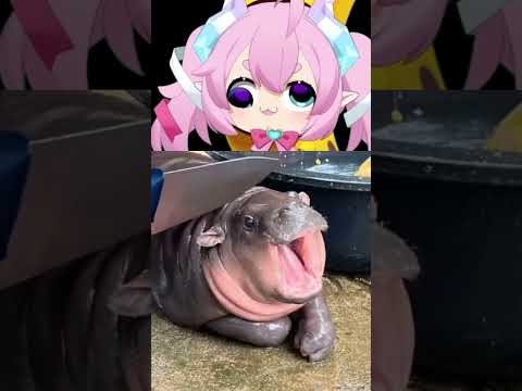 NOO!! MOO DENG!! 😭 #shorts #chibidoki #vtuber #moodeng