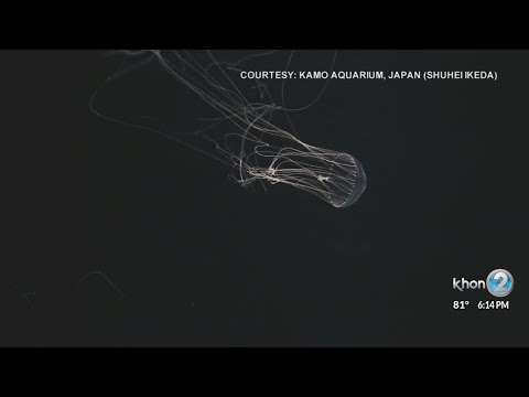 Hawaii Pacific University team discovers new jellyfish species off Japan