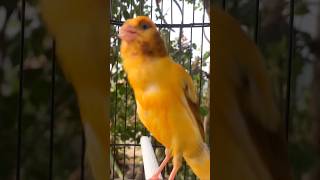 Download lagu Kenari gacor emosi #kenari #kenarigacor #canary #canarias #canario #birds #shorts #shorts mp3