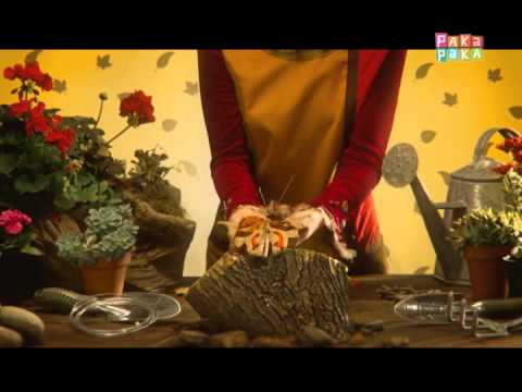 Noticias en miniatura: Mariposa - Canal Pakapaka