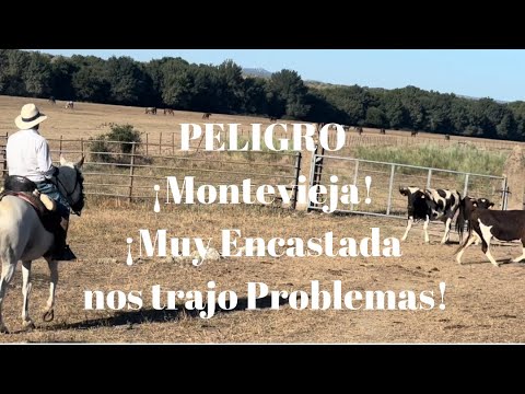 ‼️‼️‼️PELIGRO‼️‼️‼️Una Montevieja Muy Encastada nos trajo Problemas